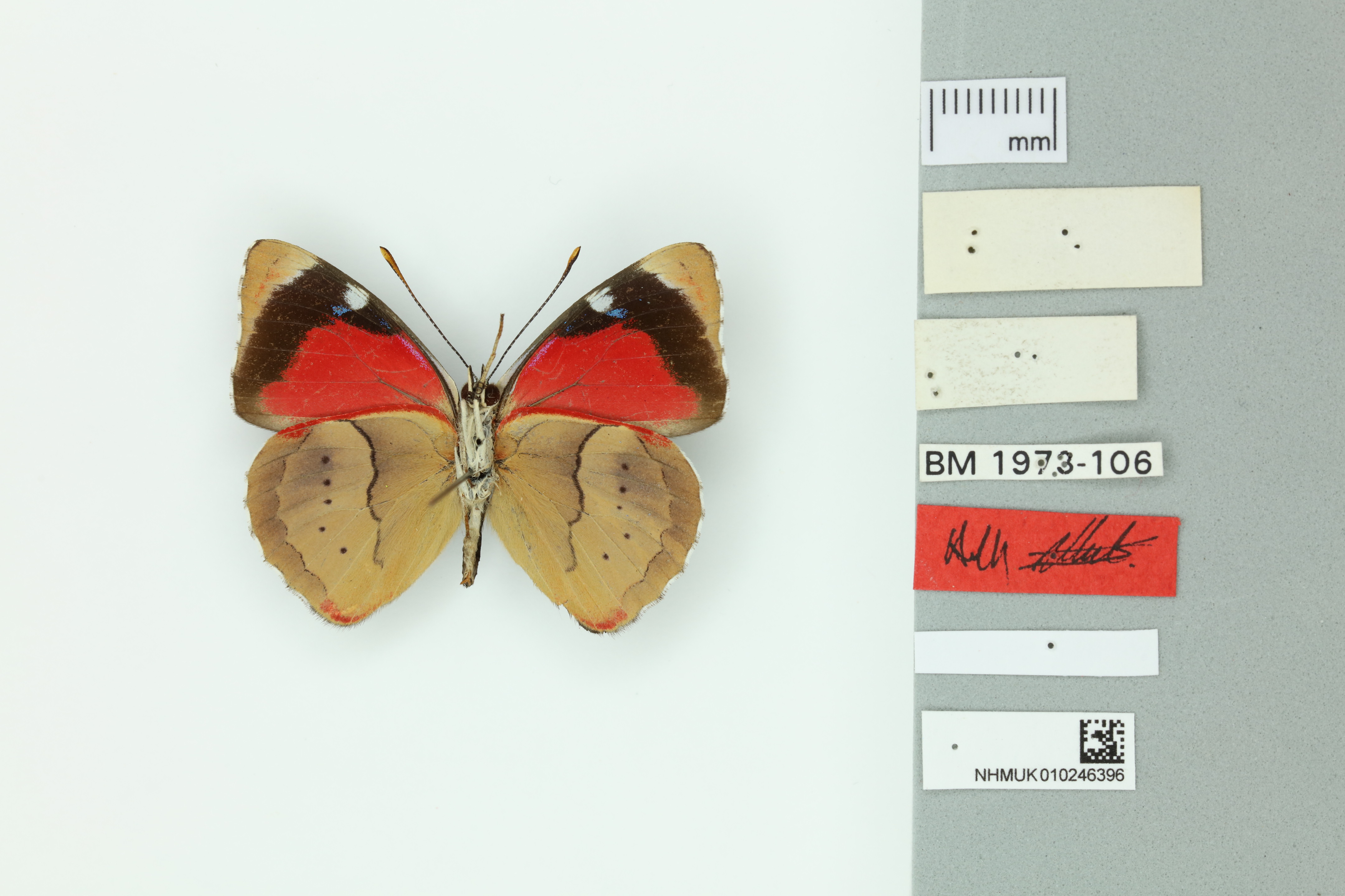 Científicos revelan que en Colombia existen 192 mariposas únicas en el mundo