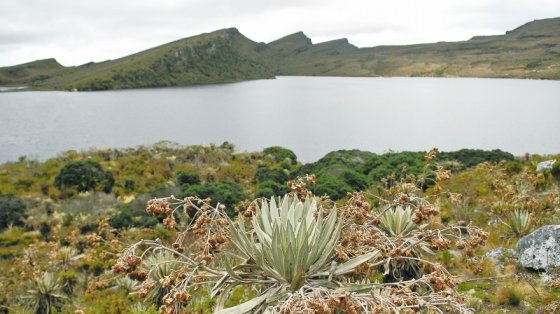 El páramo de Sumapaz, el más grande del mundo, es el que abastece de agua al 10 % de Bogotá. / Andrés Torres