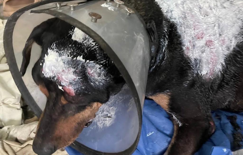 Incendio en albergue de Cali dejó cuatro perros muertos y una mujer herida