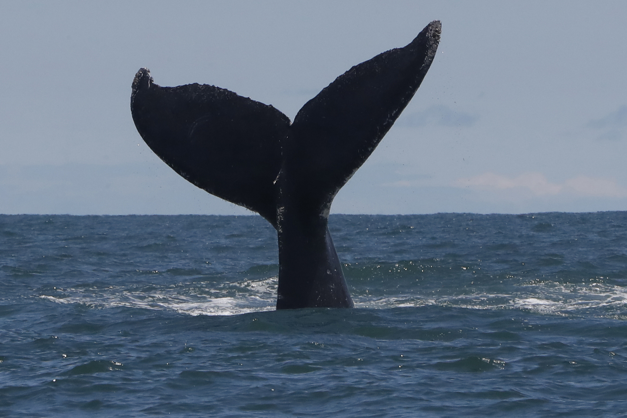¿Cómo duermen las ballenas para no ahogarse?