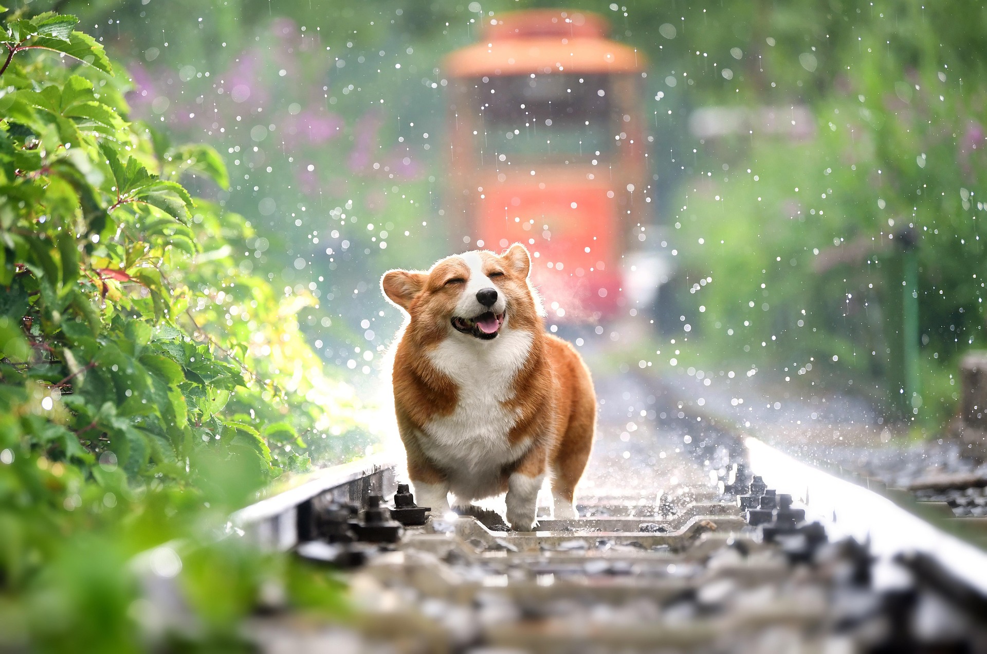 ¡Adopte un perro o gato! Ellos serán su mejor compañía para toda la vida