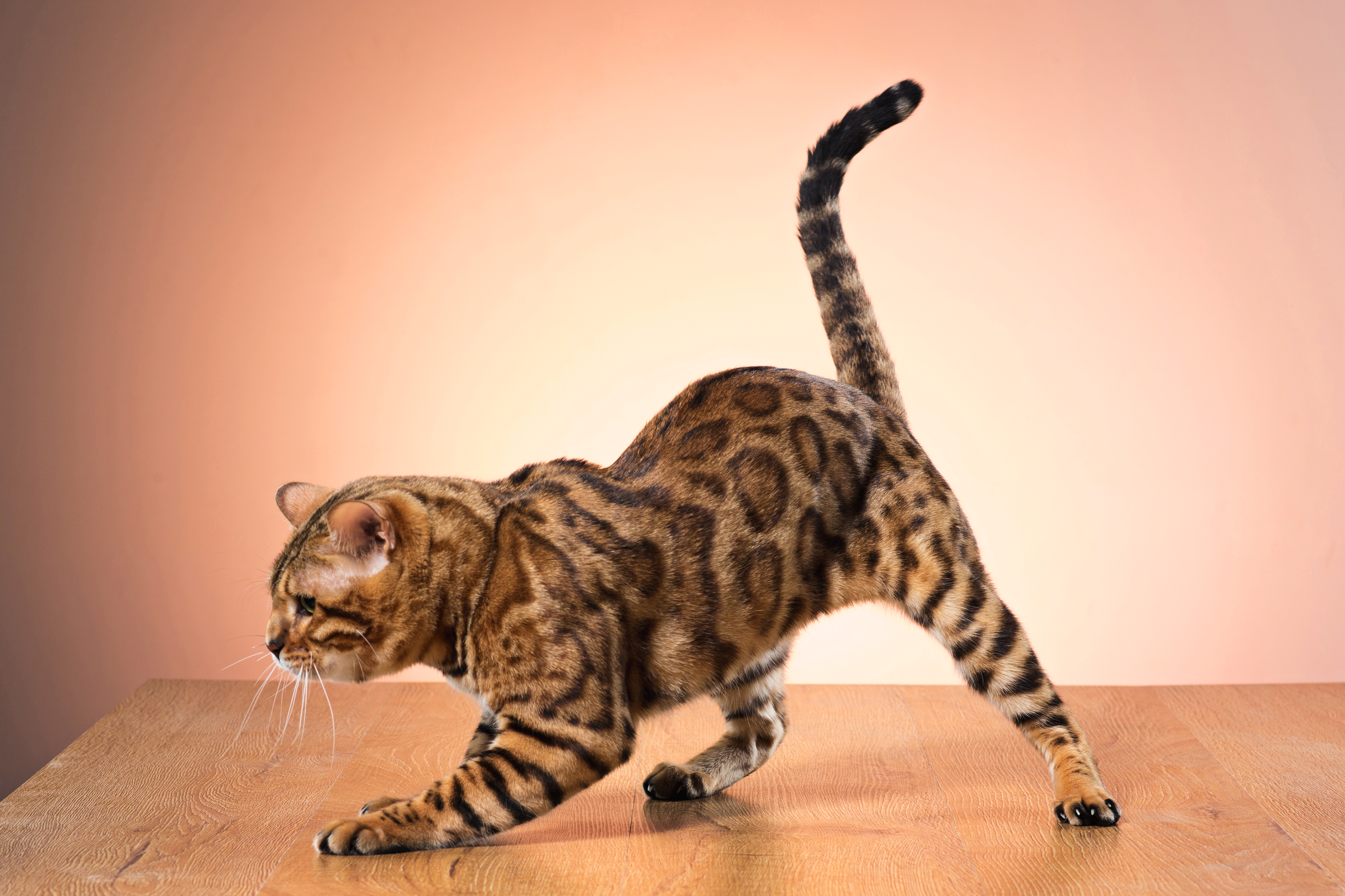 ¿Por qué los gatos se estiran tanto y por qué es bueno que lo hagan?