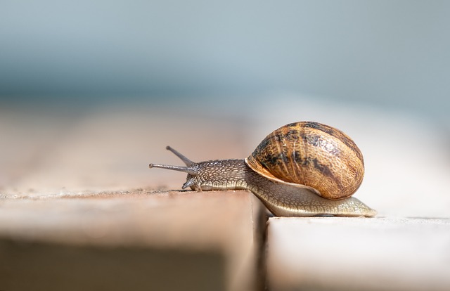 El ruido generado por humanos podría aumentar las anomalías y las tasas de mortalidad entre las larvas de crustáceos, bivalvos (como mejillones y ostras) y gasterópodos (como los caracoles).