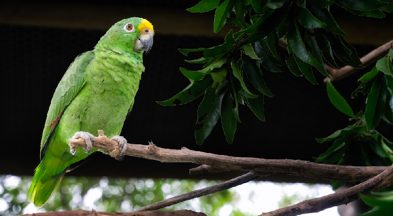 La lucha por salvar al loro en Colombia, un ave convertida indebidamente en mascota