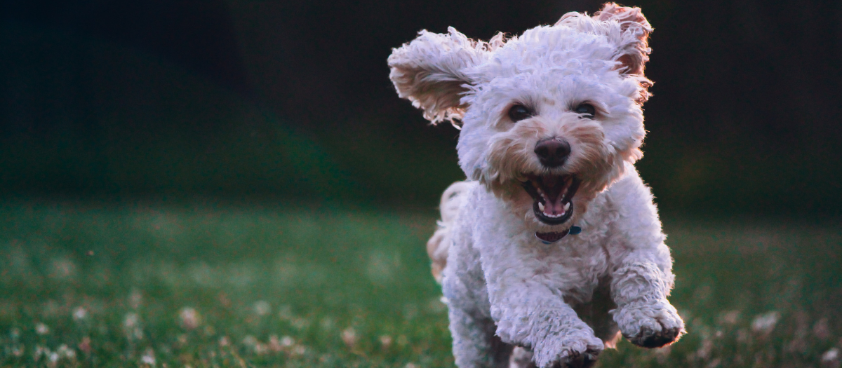 10 nombres para perros chiquitos, ¡perfectos para tu nuevo amigo peludo!