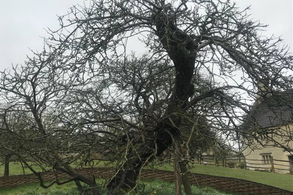 El árbol que inspiró a Isaac Newton sigue firme