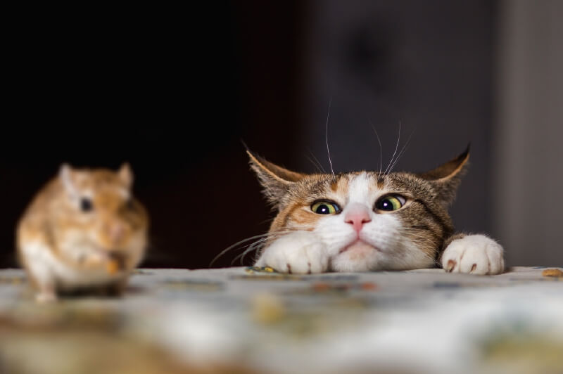 ¿Sabe qué alimentos le debe dar a su mascota?