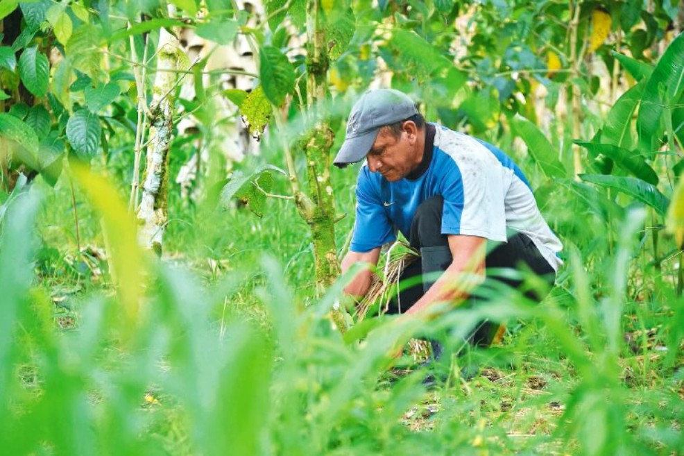 Finagro subsidiará tasa de interés para créditos de productores de bajos ingresos