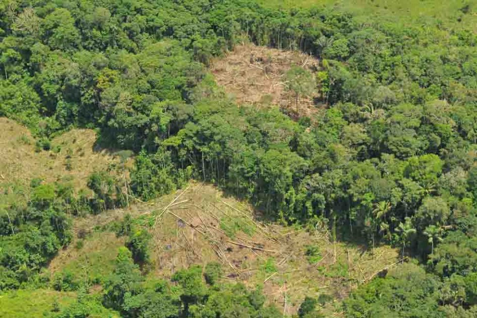 Los 500 responsables de la deforestación