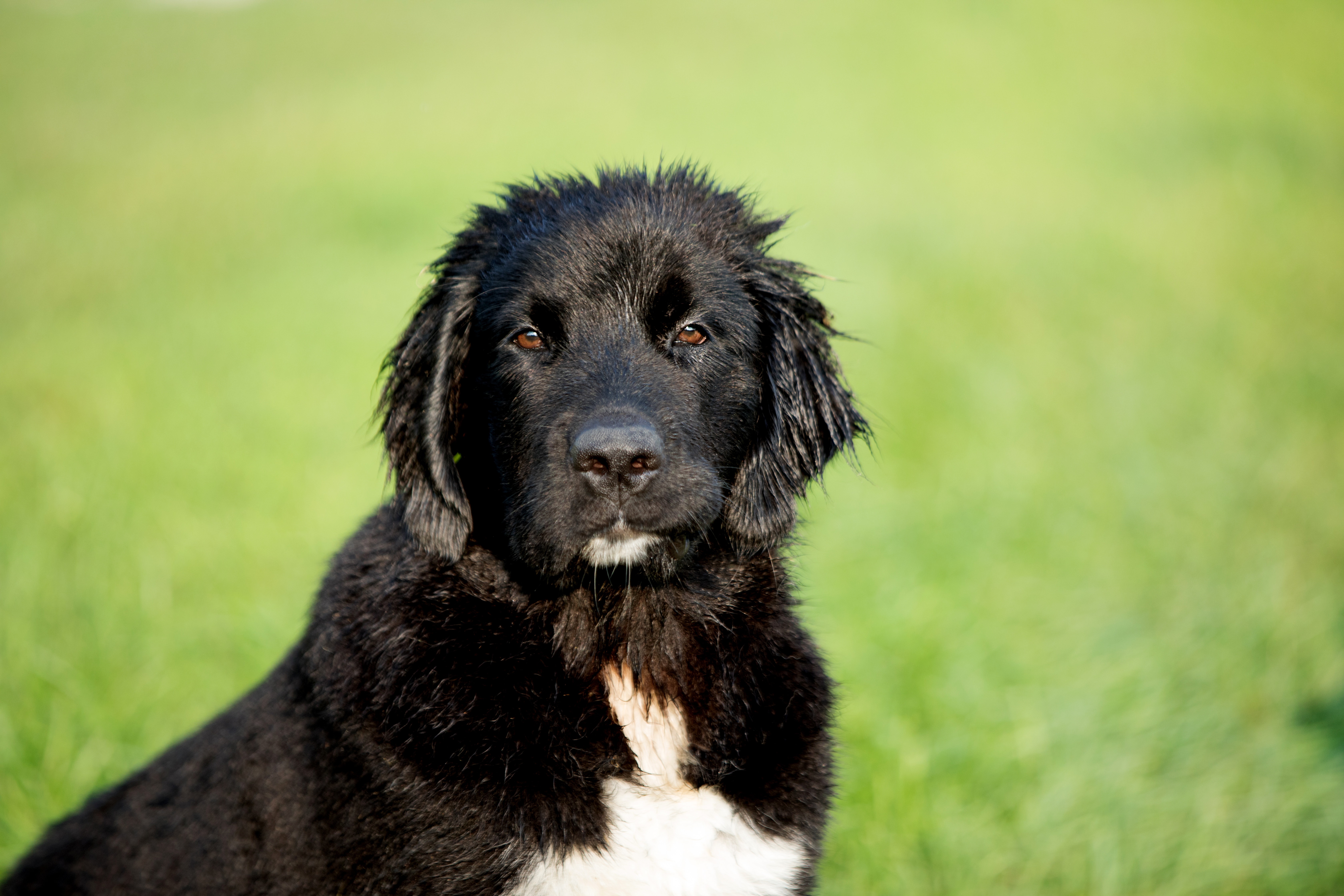 4 razas de perros grandes y fuertes que te encantarán
