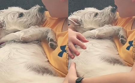 Niño le canta a su perrita “Sky Full of Stars” de Coldplay y la banda reacciona