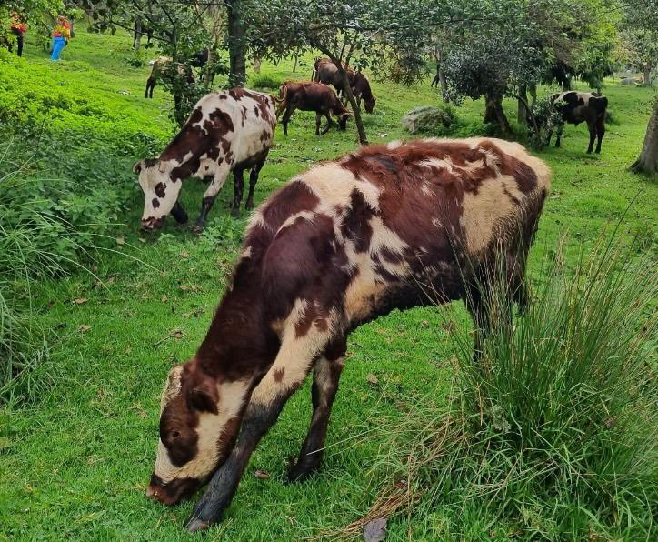 La historia de la familia que vive con 29 vacas en Bogotá
