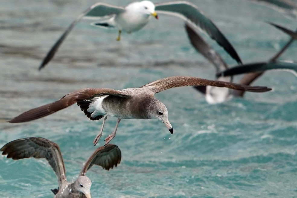 Las aves marinas empiezan a reproducirse menos por la crisis climática