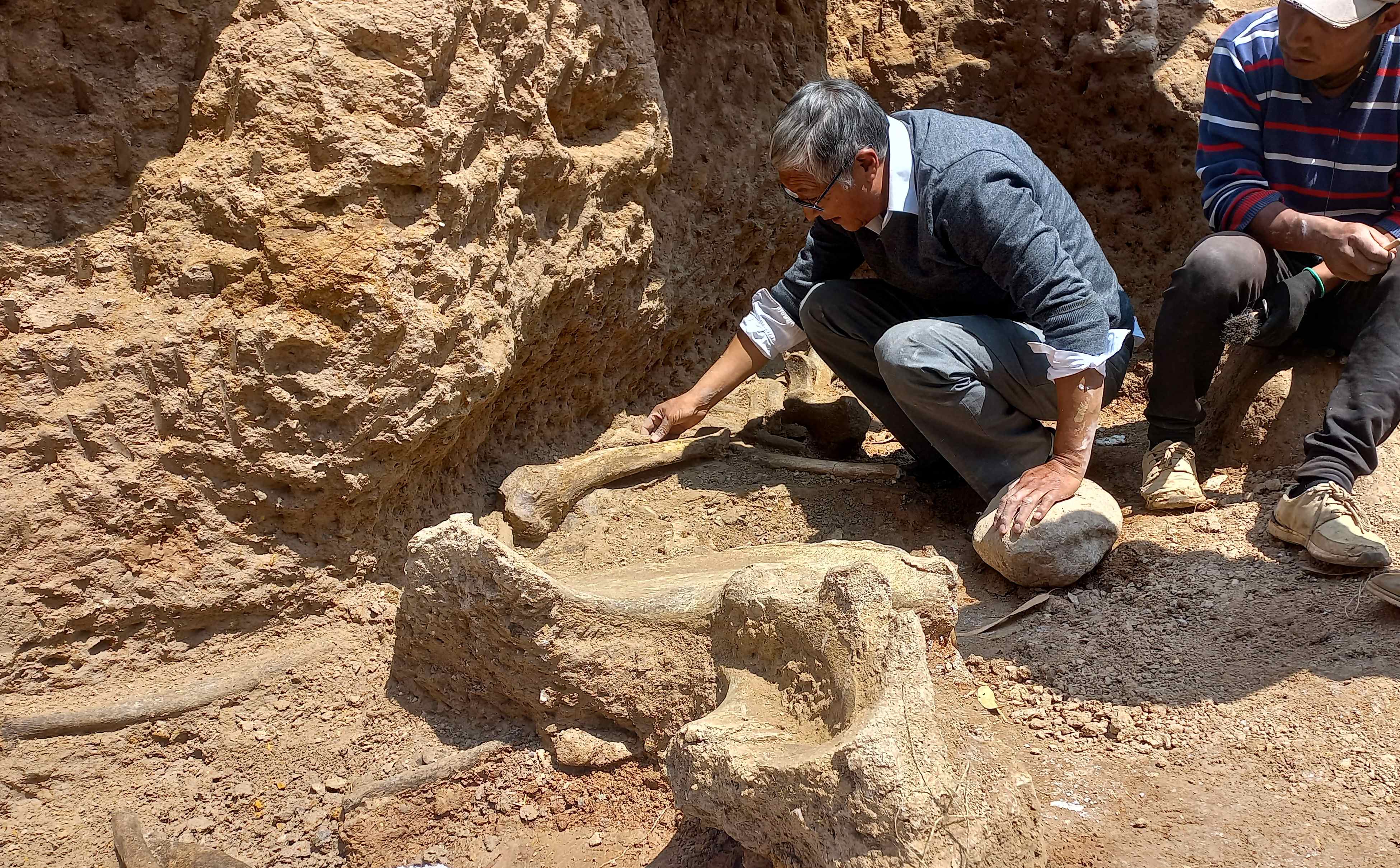 Hallan restos de animales de más de 11 mil años en Perú: ¿de qué especie son?