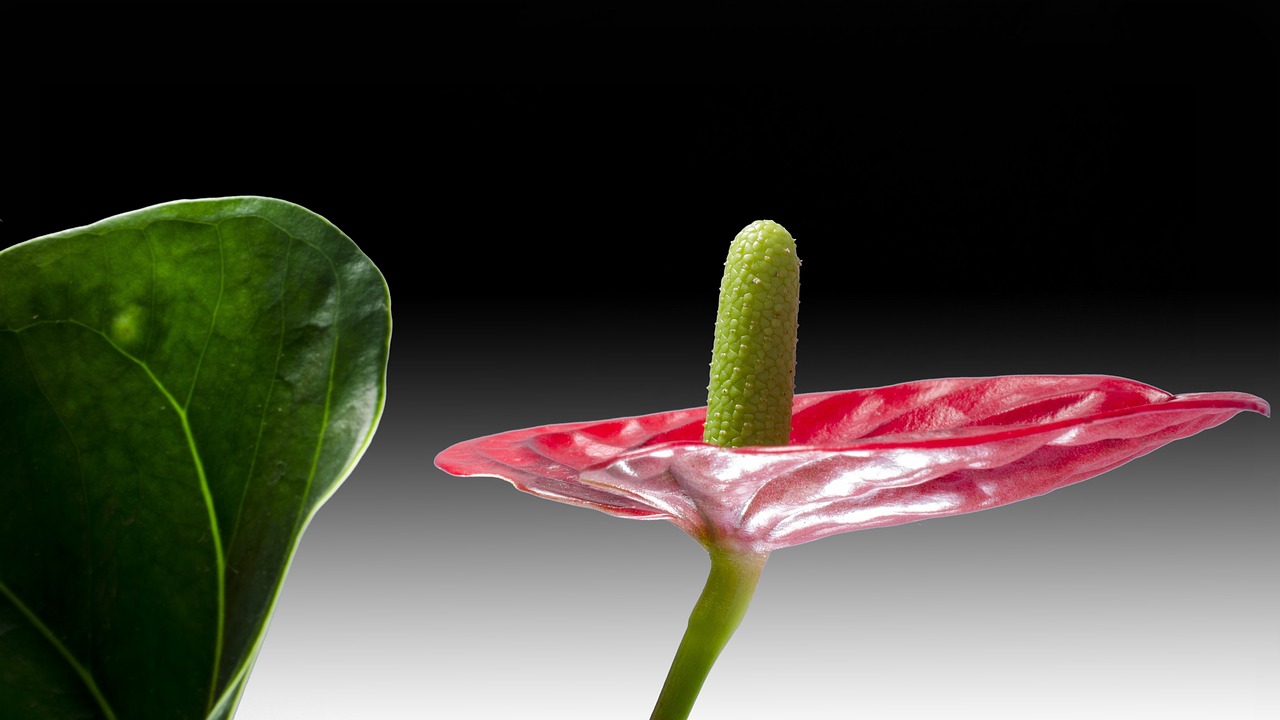 Plantas que dan flores todo el año y son fáciles de cultivar
