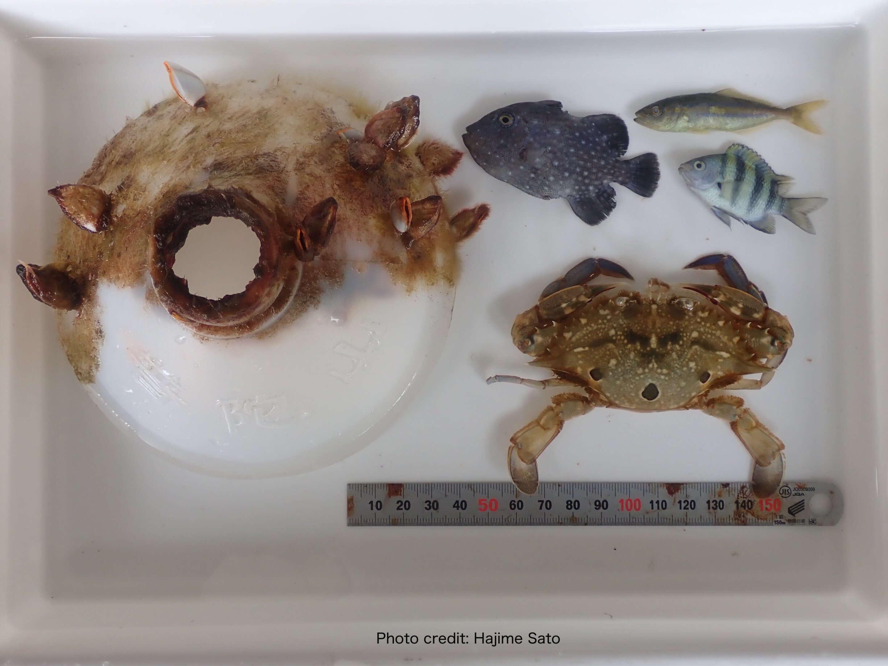 La botella con algas y percebes adheridos, peces juveniles recogidos junto a ella y el cangrejo nadador extraído de la botella.