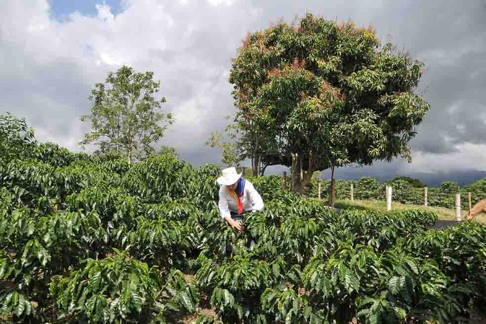 FNC pide revisar Incentivo Gubernamental para la Equidad Cafetera 
