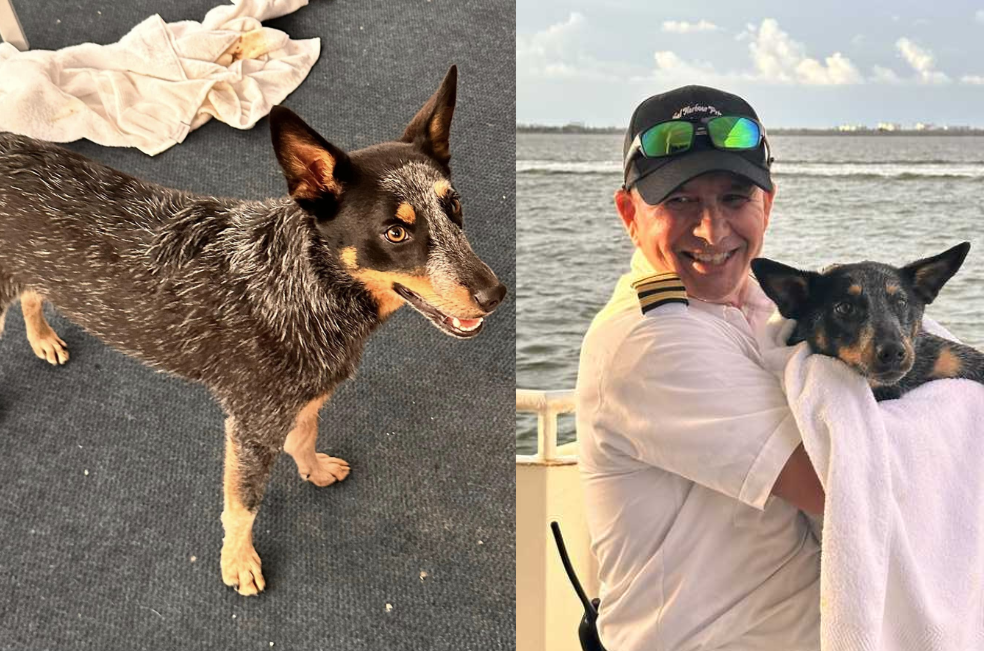 Rescate en medio del mar: la perrita Ellie cayó de un barco y naufragó por horas