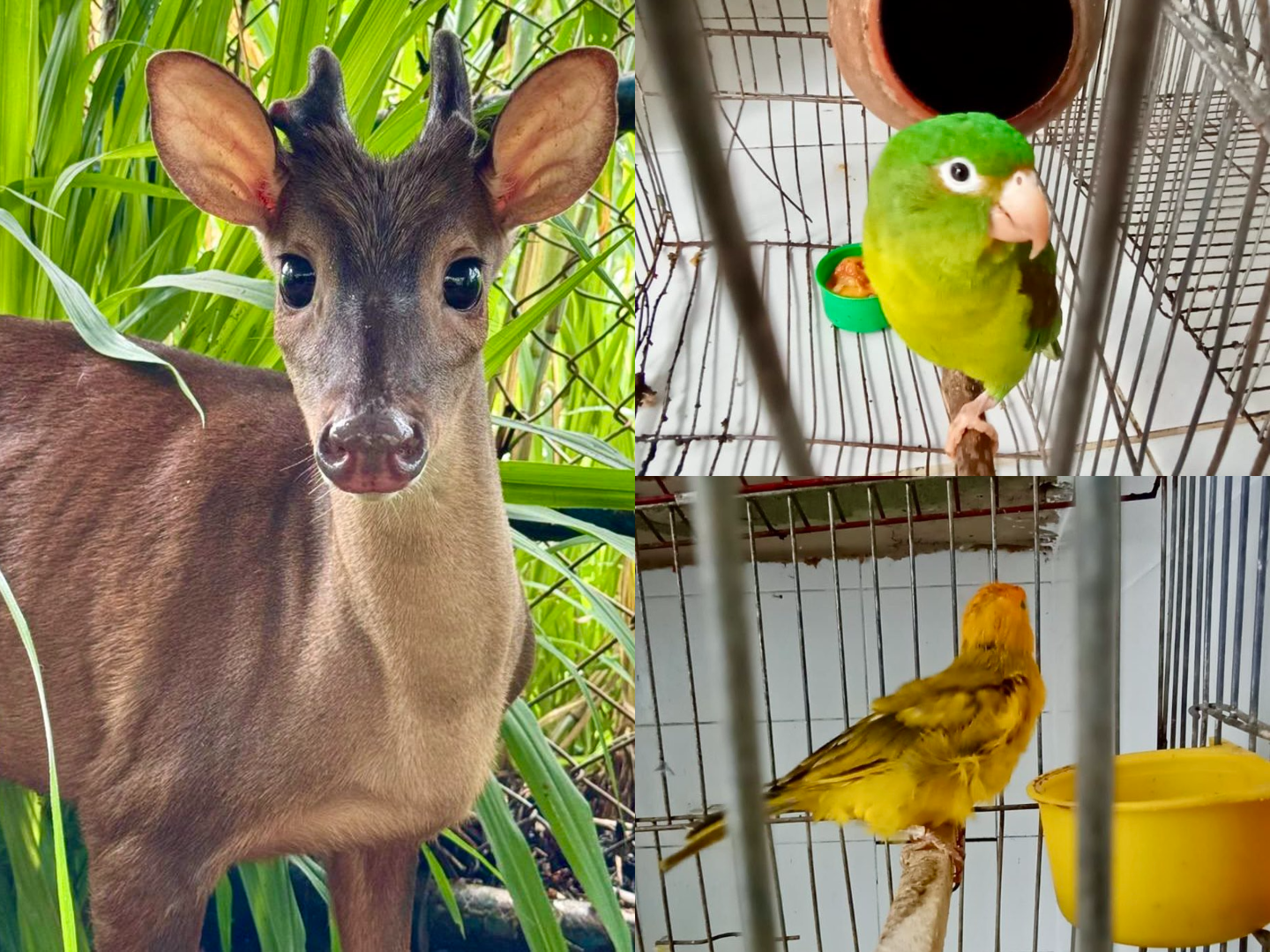 En una casa de Floridablanca hallaron un venado que tenían como mascota