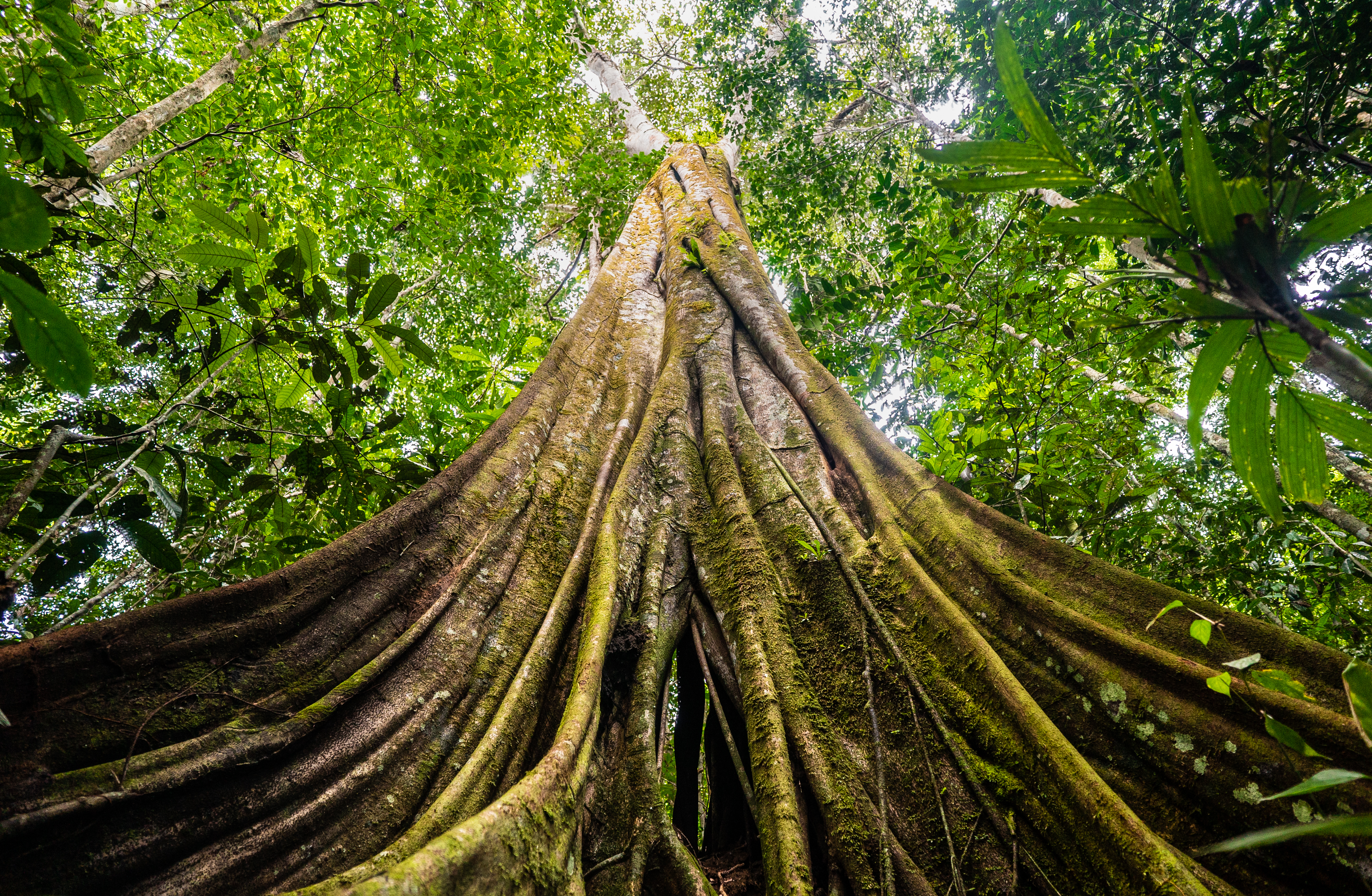 Los grandes árboles de la Amazonia son más resistentes al clima de lo que creíamos