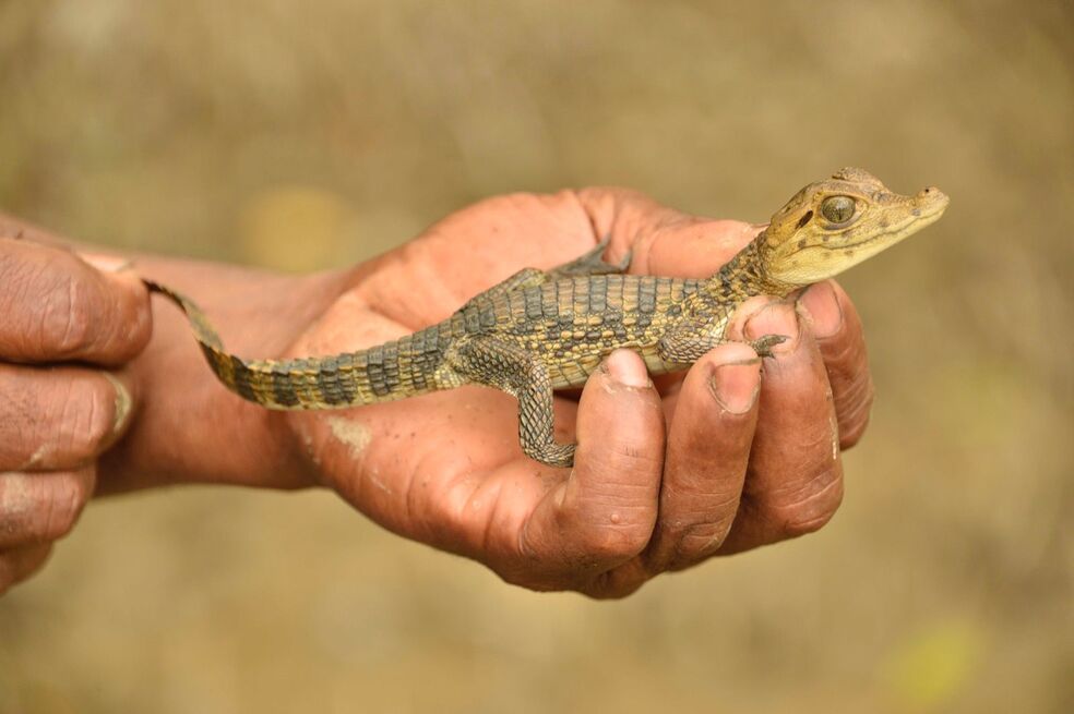 Corporación Regional del Valle del Cauca liberó 33 animales en la región del Pacífico