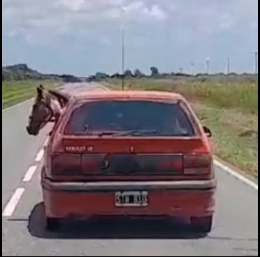 Hombre manejó por carretera con un caballo a bordo de su pequeño carro (video)