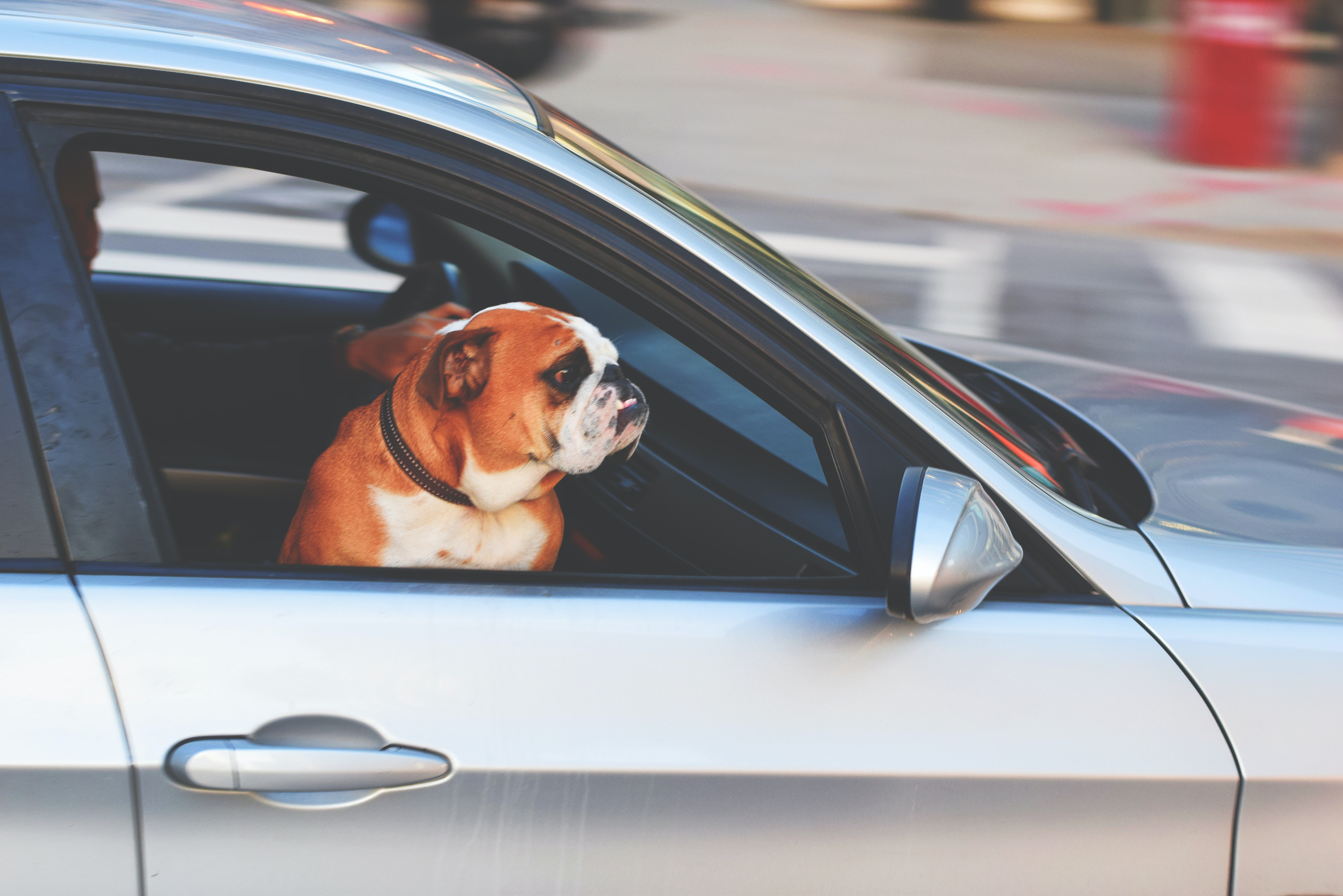 Perros no podrían sacar la cabeza por las ventanillas del auto en Estados Unidos
