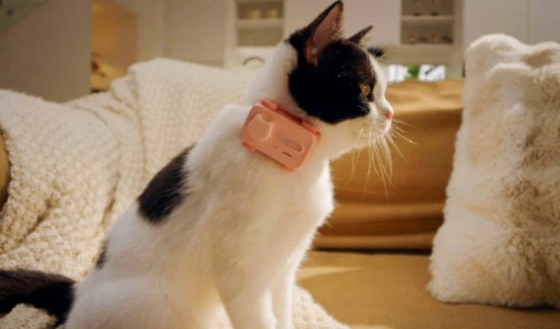 Lanzan el PetPhone, el primer celular diseñado para mascotas: así funciona
