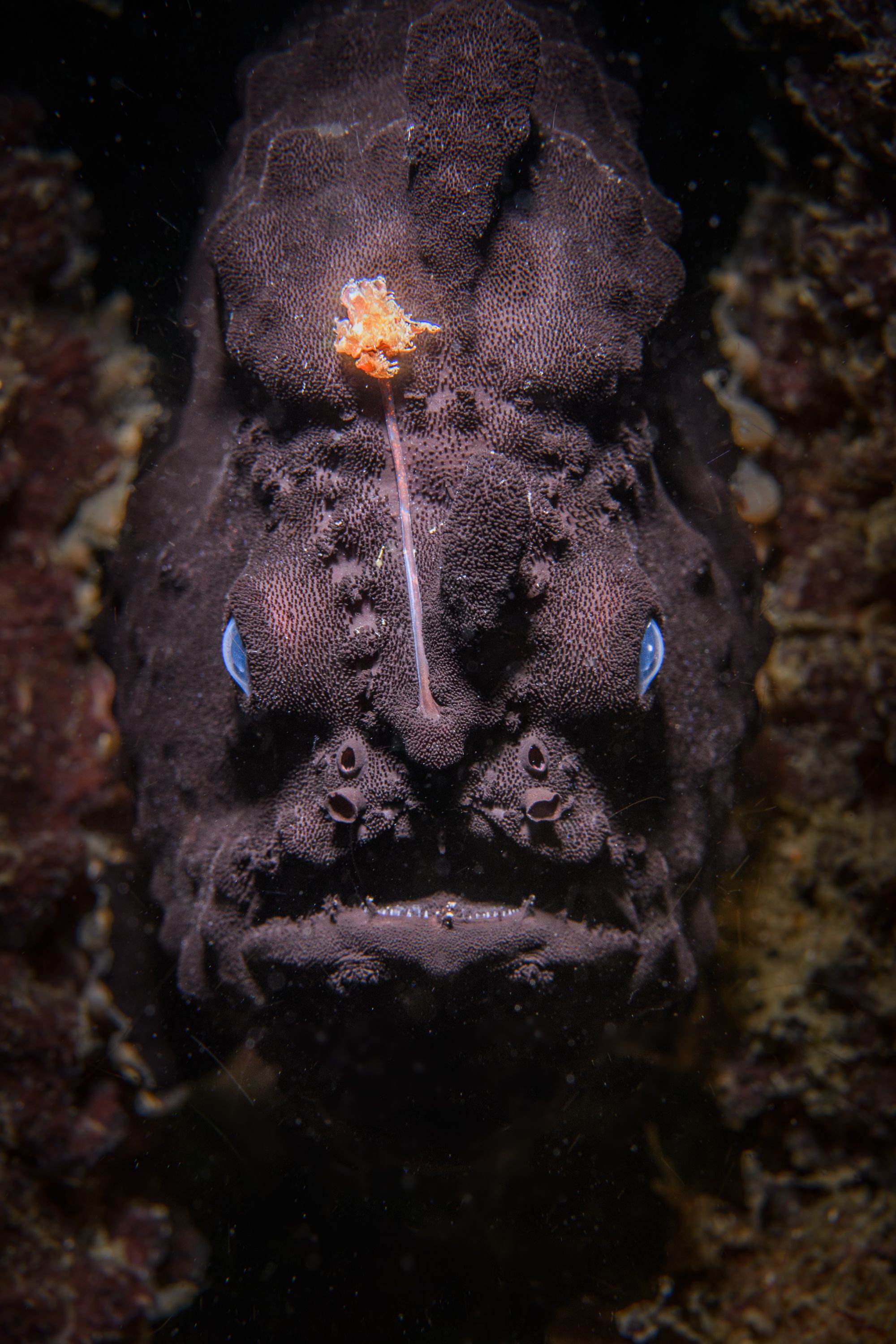 El premio mayor en la categoría Retratos de animales fue para Nicolas Remy, por su fotografía de un rape negro (Lophius budegassa) en un arrecife. /Nicolas Remy World Nature Photography Awards.