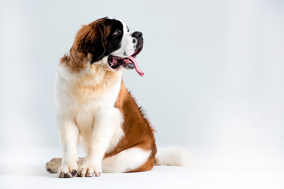 Estábamos equivocados: la raza no define la personalidad de los perros