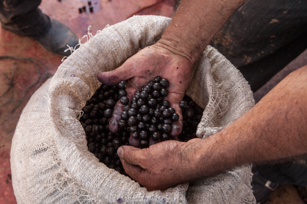 Las superfrutas que pueden salvar la Amazonia
