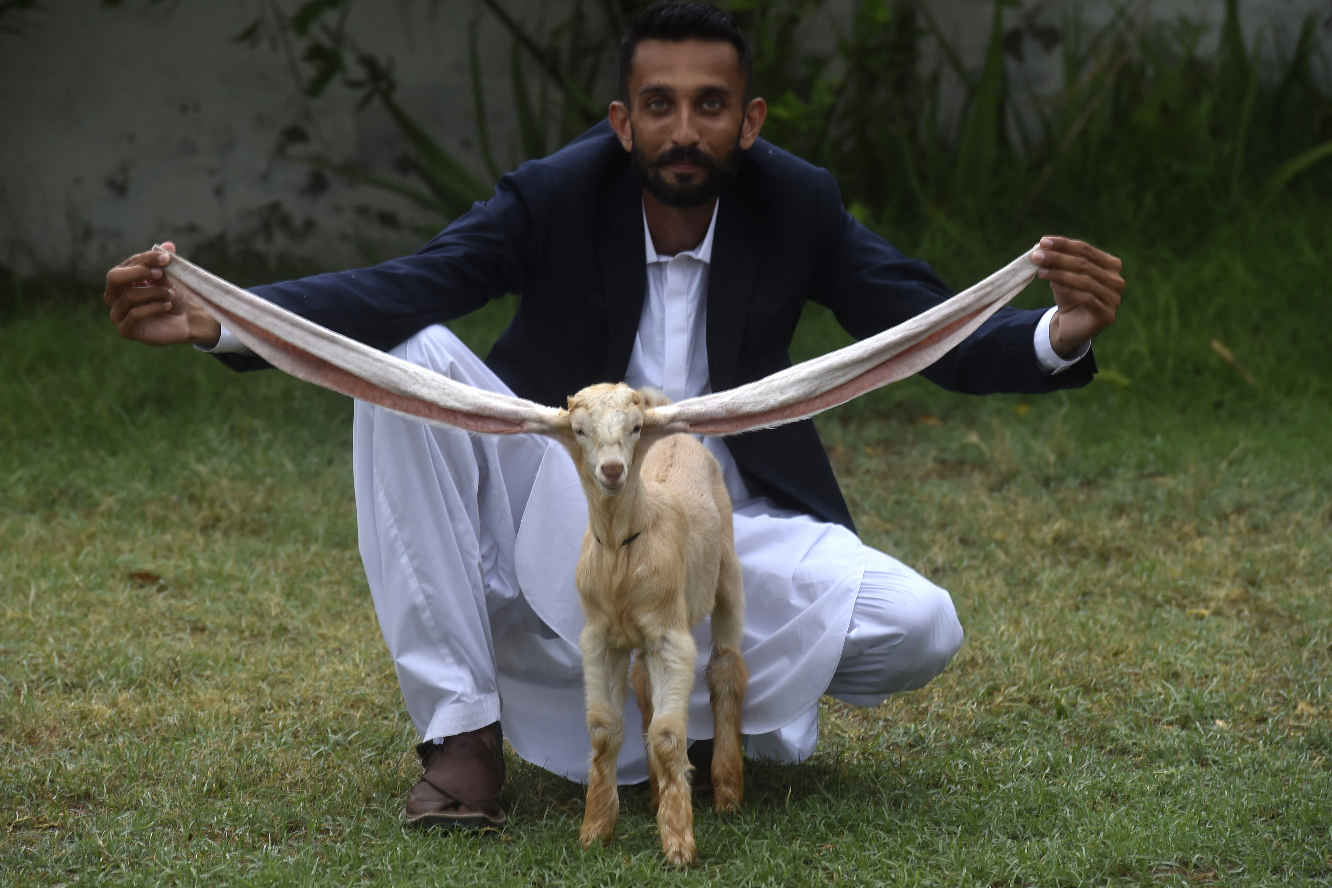Un cabrito de Pakistán con orejas extremadamente largas causa furor