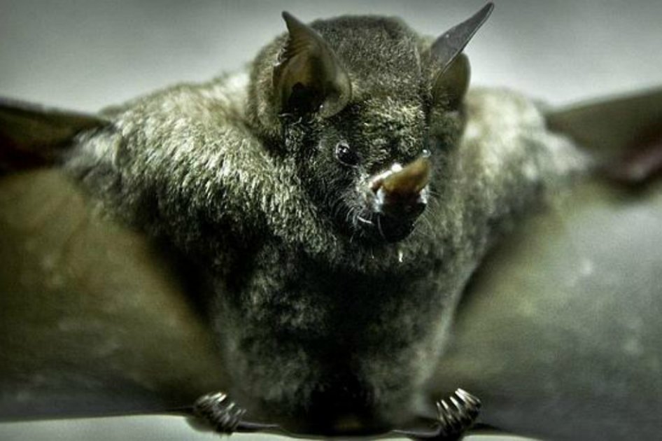 Hallan murciélago prehistórico que caminaba con sus cuatro extremidades