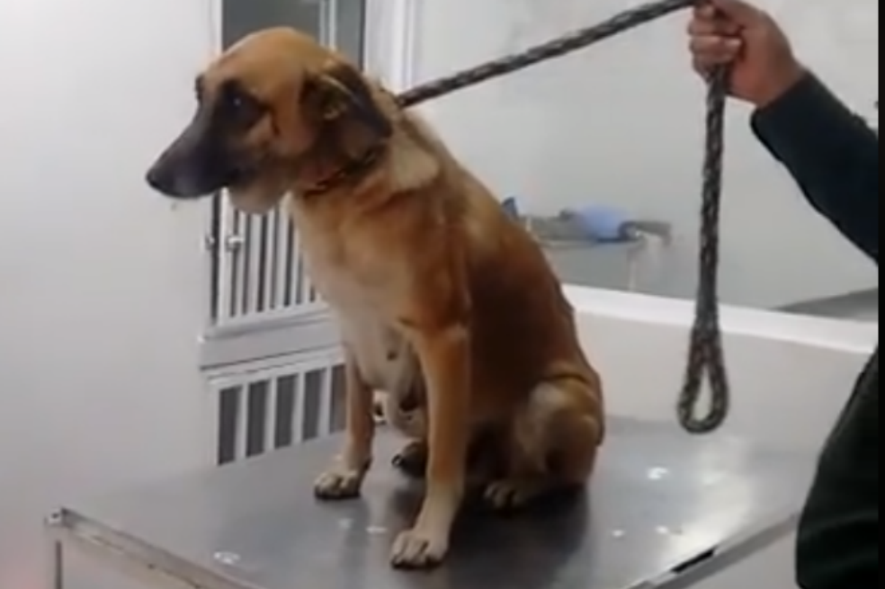 Captura de pantalla de video de Facebook.