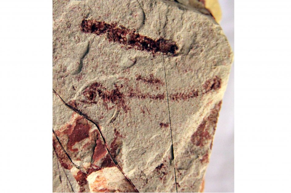 Los fósiles de especímenes marinos, de 3 a 4 pulgadas cada uno, vivieron durante la época geológica Hauteriviano y se recuperaron de un afloramiento de la formación sedimentaria Pamplona esquisto en el área de San Francisco Cerro en el distrito limeño de Surco.