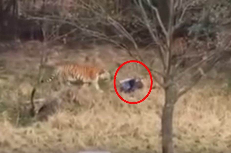 Turista que murió atacado por un tigre en China intentaba entrar gratis al zoo