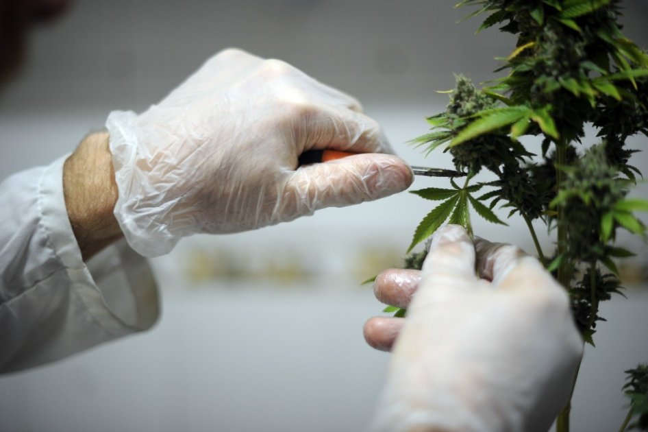 Proliferación de puntos de venta de marihuana, un gran problema en Toronto