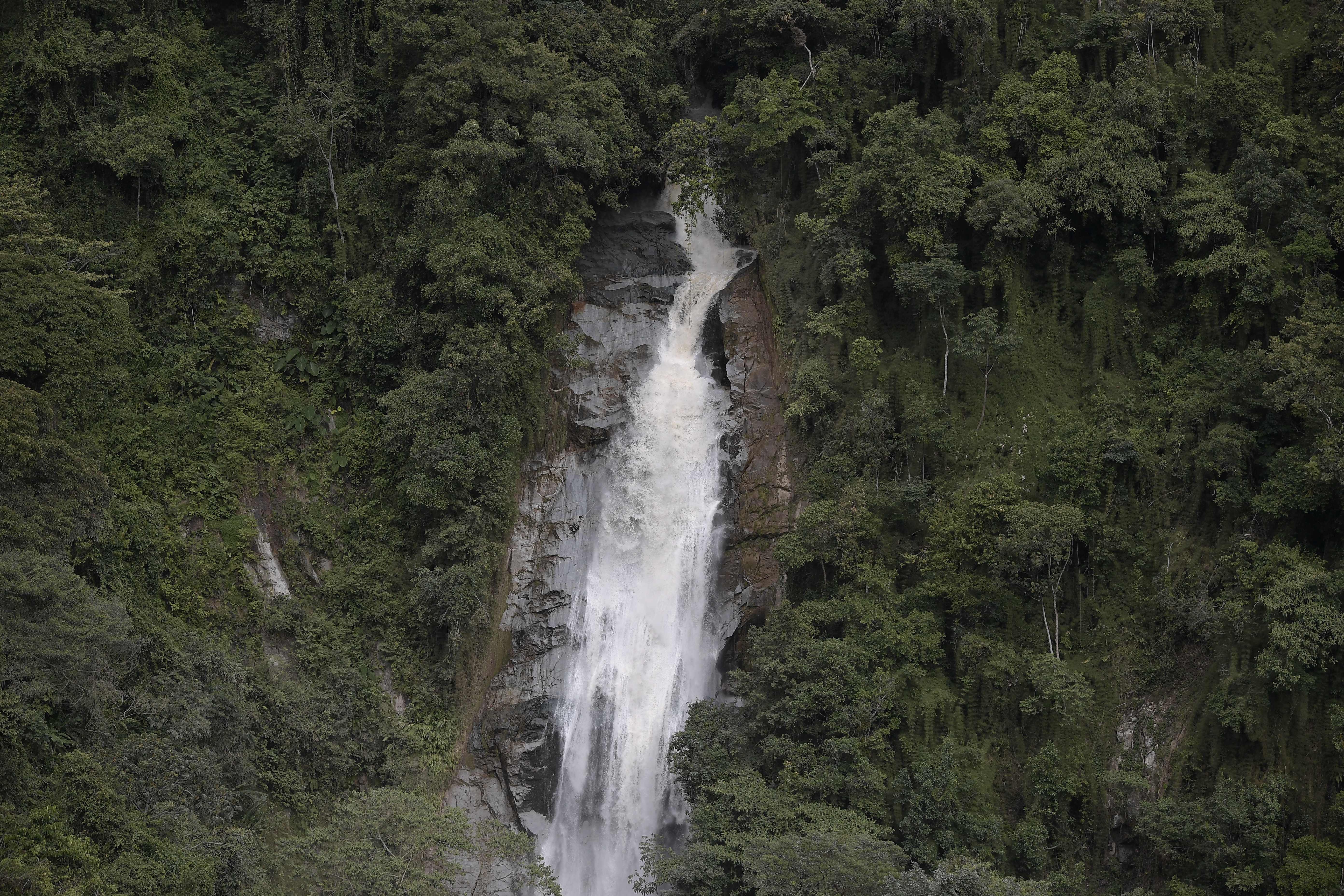 Un estudio global da nuevas luces sobre la reforestación: esto dice sobre Colombia