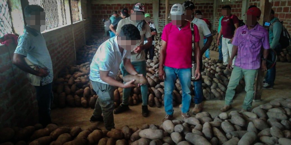 Excombatientes de las Farc exportaron tres toneladas de ñame a Europa