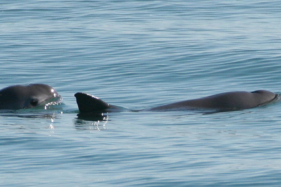 La vaquita marina, el mamífero más amenazado del planeta