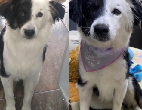 Perro perdido mira a la cámara.