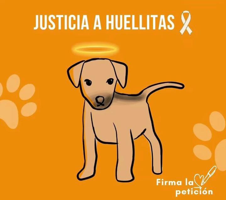 Piden justicia para Huellitas, perrito que fue torturado por una estudiante en México