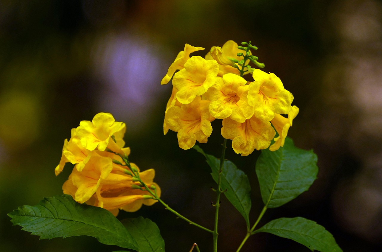 ¿Cómo diferenciar un guayacán amarillo de un chicalá? Estas son sus principales diferencias