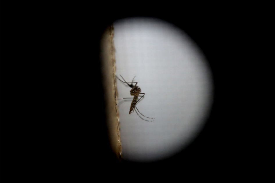 Denuncian falta de saneamiento como una de las causas del zika