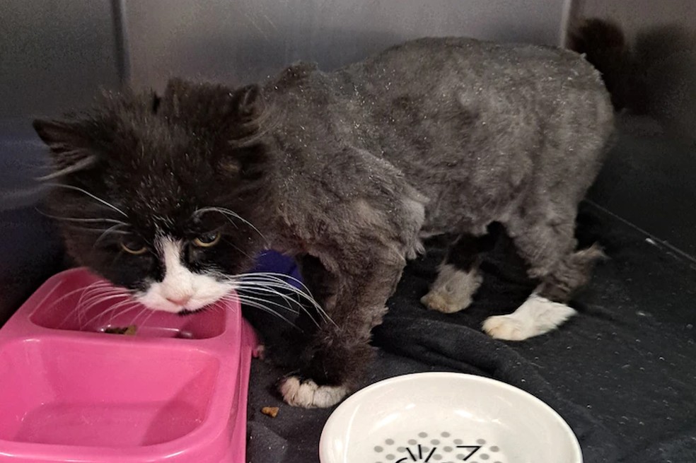 ¡Milagro de Navidad! Gata se reencontró con su familia después de 10 años