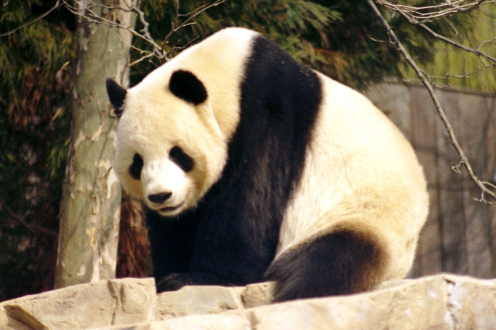 Descubren el esqueleto de un panda gigante en la tumba de un emperador chino antiguo