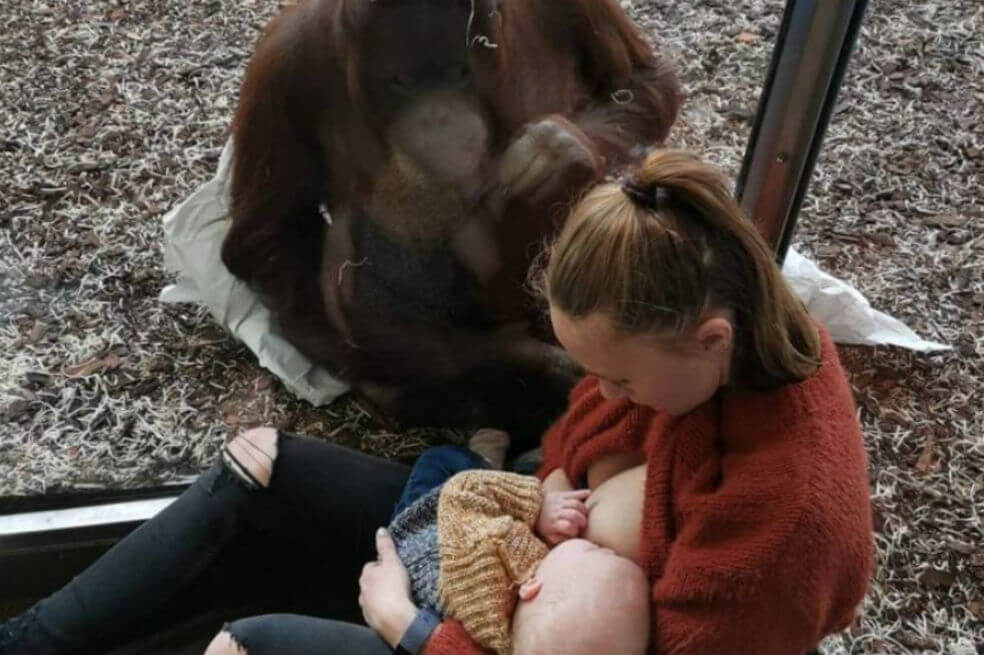 El inolvidable encuentro entre una orangutana y una turista que amamantó en un zoológico