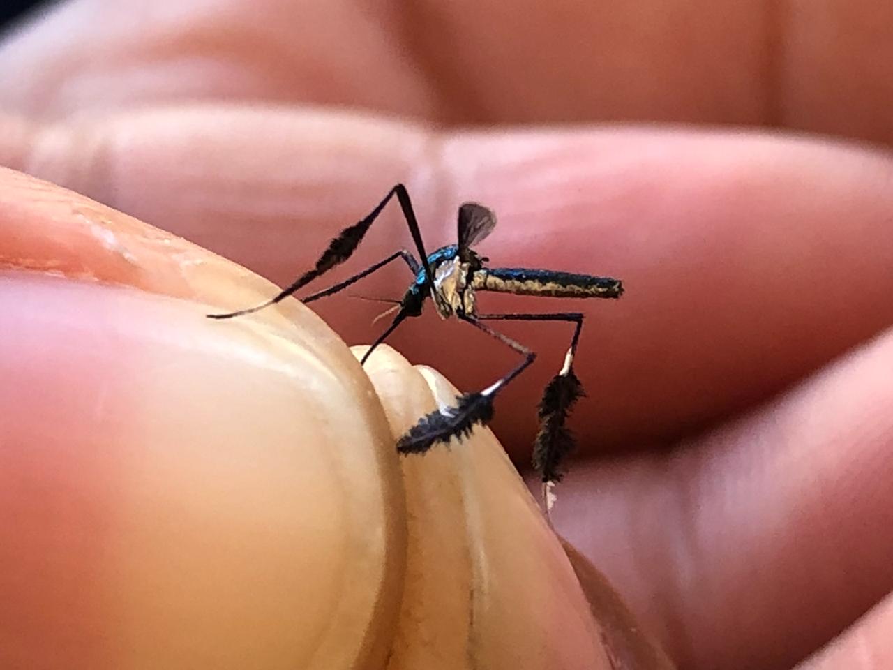 Mosquitos de la fiebre amarilla