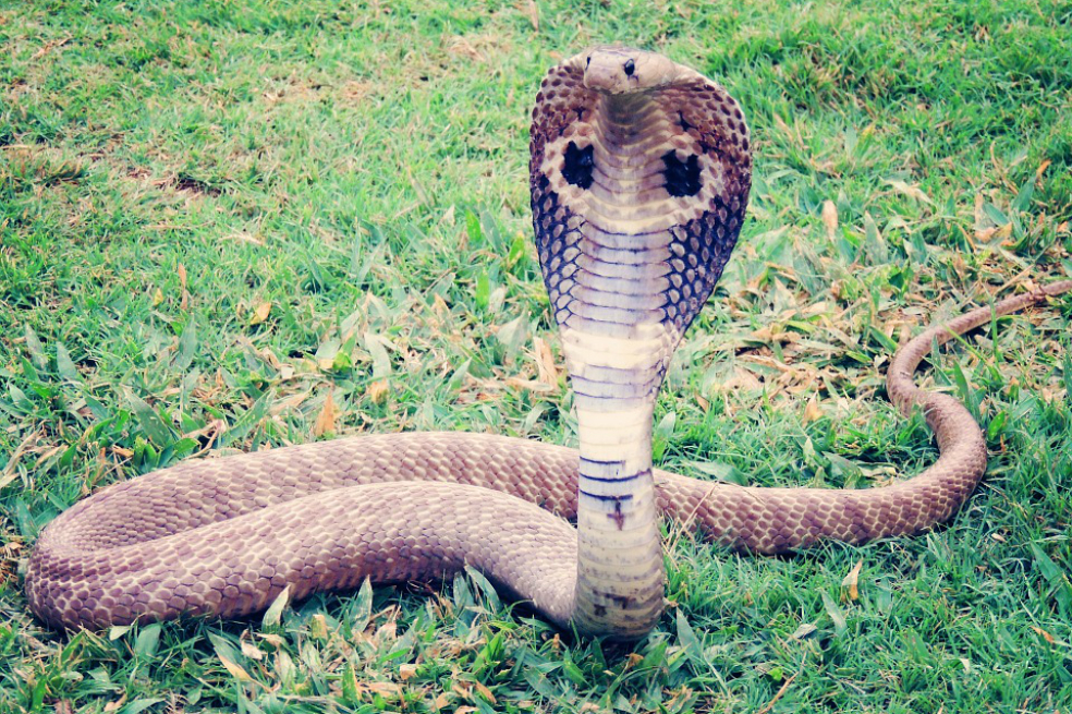 Así desarrollaron las cobras el veneno que destruye los músculos y tejidos humanos