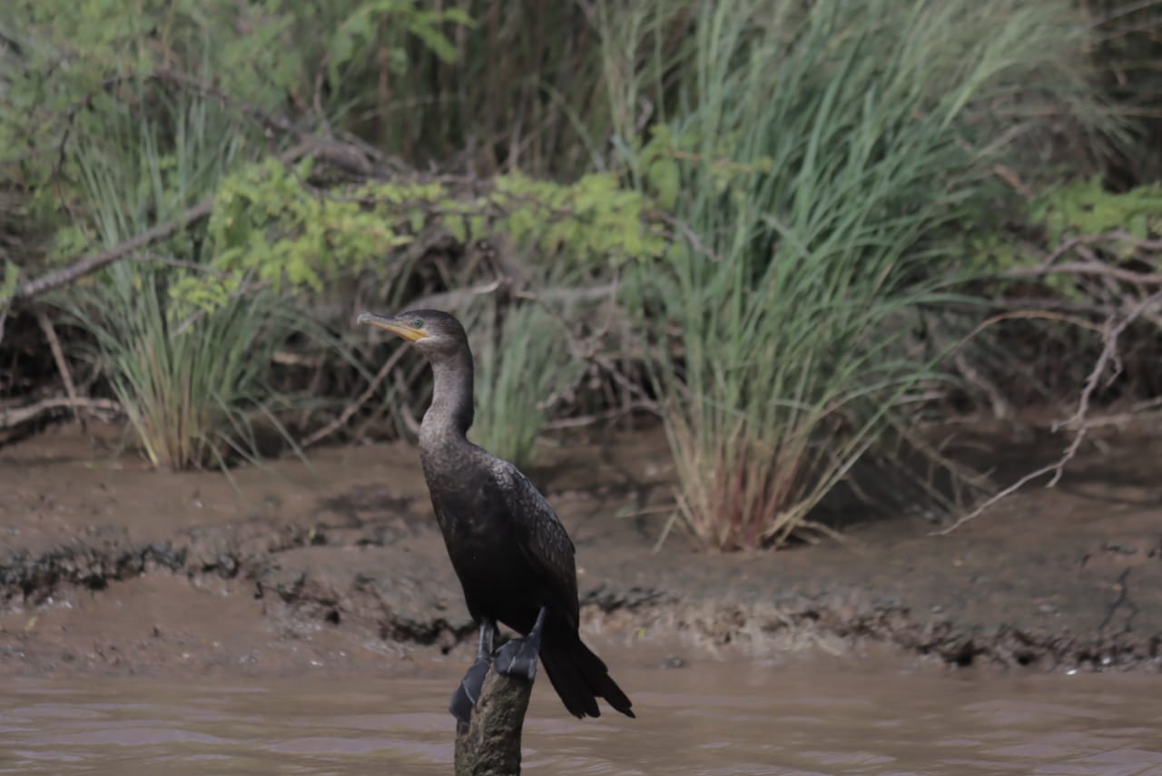 Riohacha cuenta con más de 200 aves registradas.